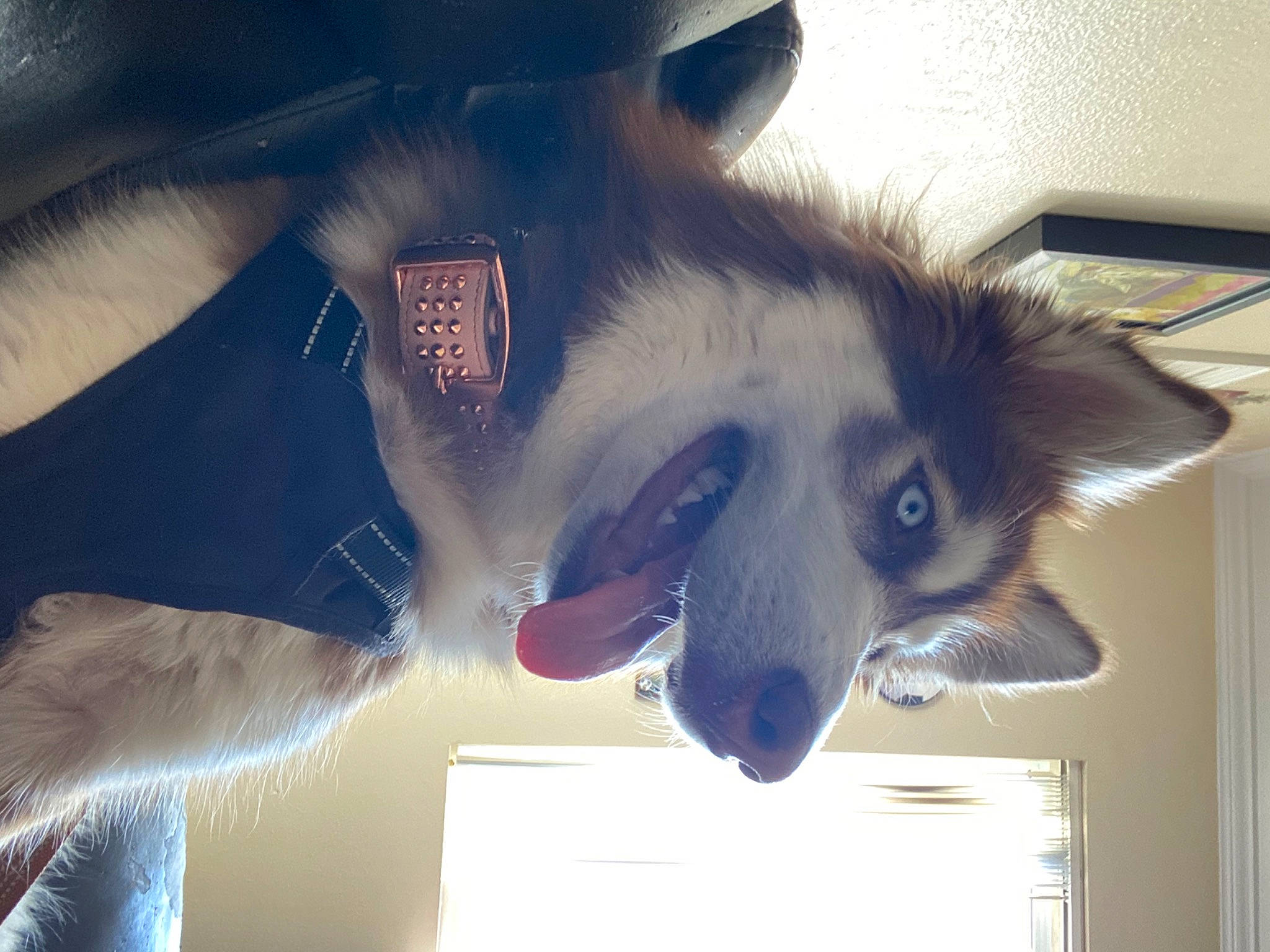 Canela is registered to the contest to win money with this photo: carnivore, cat, companion_dog, dog_breed, ear, electric_blue, eyelash, eyewear, felidae, fur, gesture, happy, jaw, paw, selfie, small_to_medium_sized_cats, snout, tail, thai, whiskers