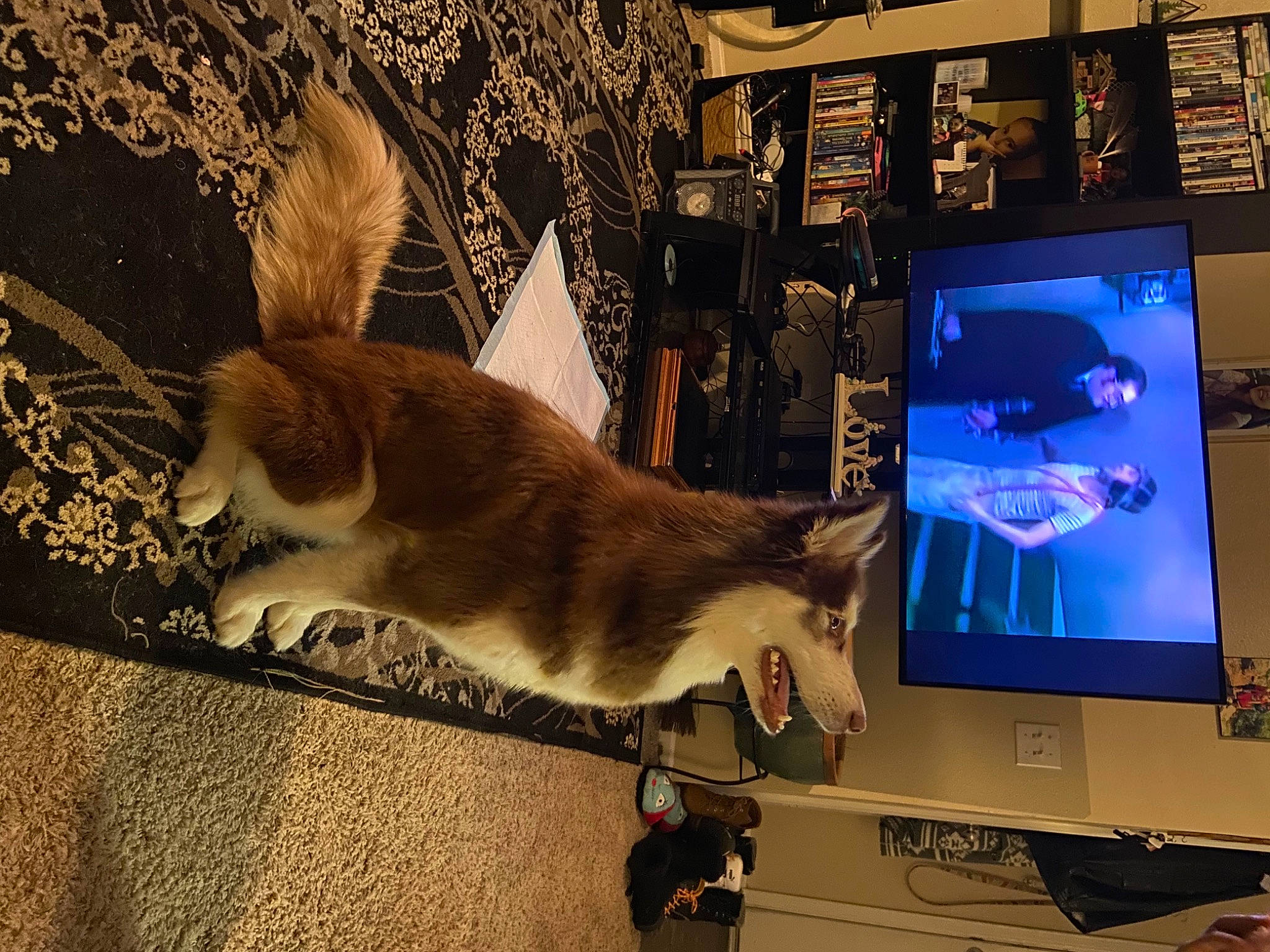 Canela is registered to the contest to win money with this photo: carnivore, cat, computer, computer_hardware, computer_monitor_accessory, desktop_computer, domestic_short_haired_cat, fawn, felidae, flat_panel_display, gadget, multimedia, output_device, personal_computer, small_to_medium_sized_cats, tail, television_set, whiskers, window, wood