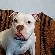 Hashtag participe au concours pour gagner de l'argent avec cette photo : dog, white_dog, bulldog, pet, animal, portrait, sitting, indoors, blanket, couch, collar, tag, short_hair, floppy_ears, brown_eyes, pink_nose, tongue, front_facing, home, cozy