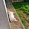Hashtag a rejoint le concours — aidez-le/la à gagner de superbes lots ! animal, architecture, boar, bulldog, canine, dog, grass, gravel, hog, nature, outdoors, path, pebble, pet, pig, plant, road, soil, walkway, wood