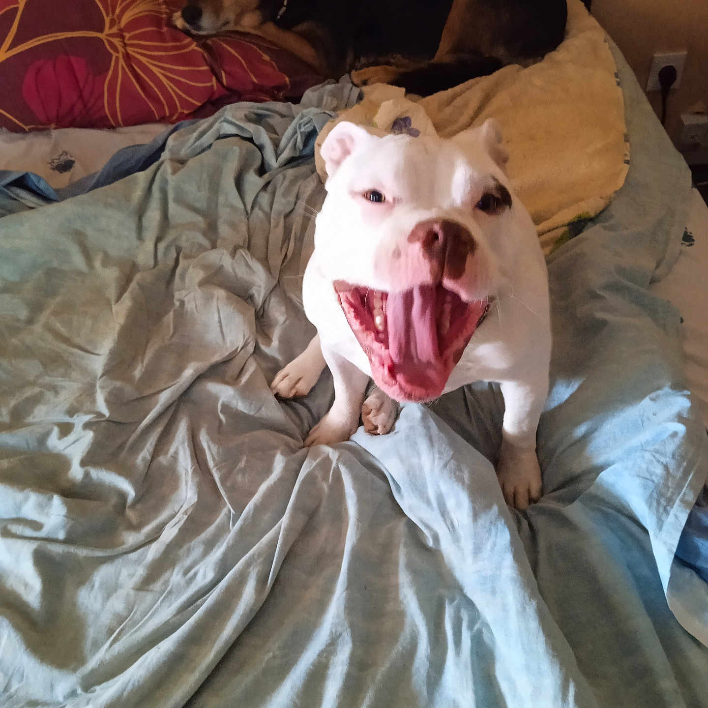 Hashtag participe au concours pour gagner de l'argent avec cette photo : animal, bed, bedroom, blanket, bodypart, bulldog, canine, couch, cushion, dog, furniture, homedecor, indoors, linen, mouth, person, pet, pitbull, puppy, room