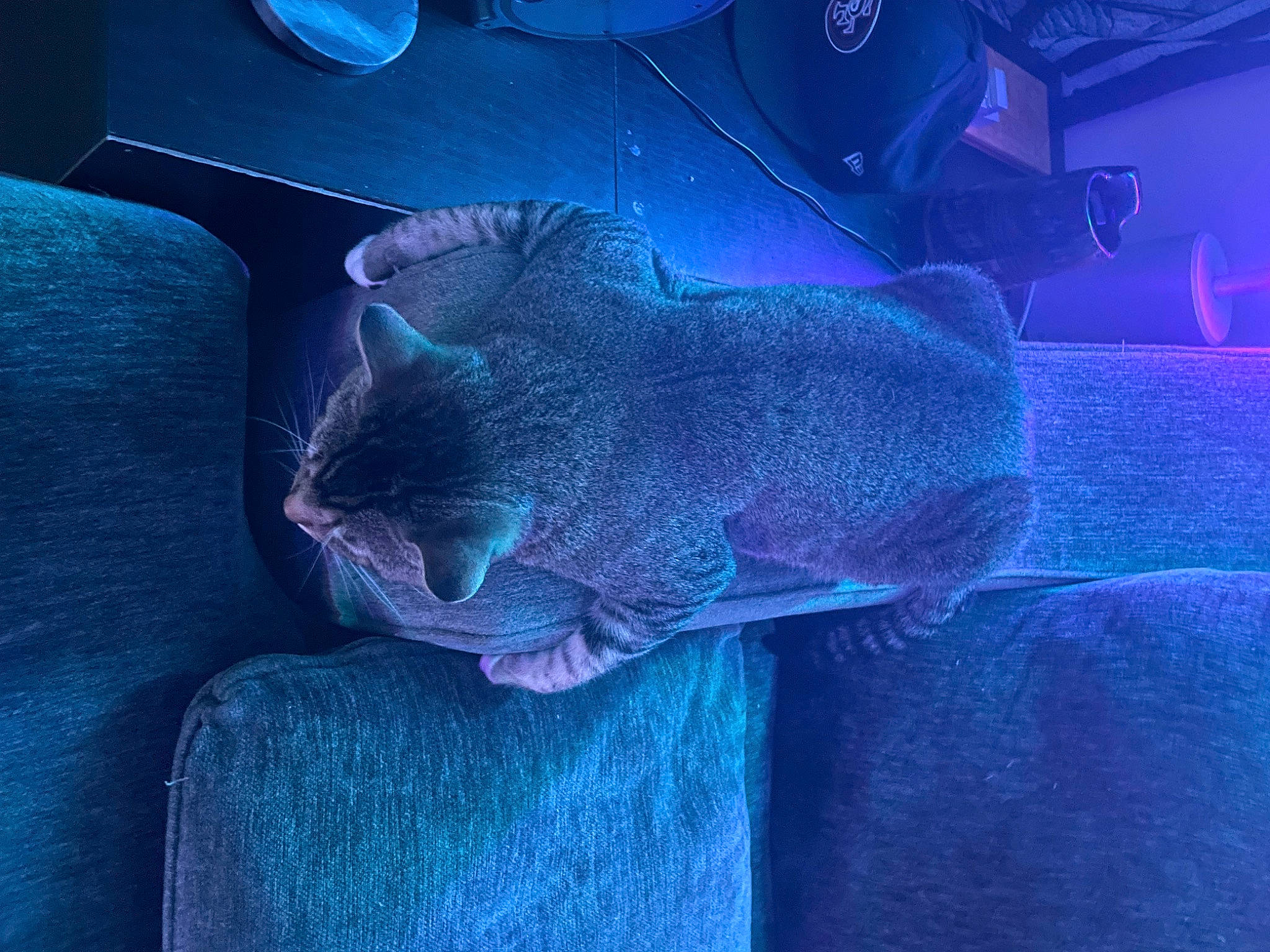 Larry joined the competition — help win amazing prizes! azure, blue, carnivore, cat, comfort, darkness, domestic_short_haired_cat, electric_blue, felidae, fur, grey, magenta, night, purple, russian_blue, small_to_medium_sized_cats, tail, vehicle_door, violet, whiskers