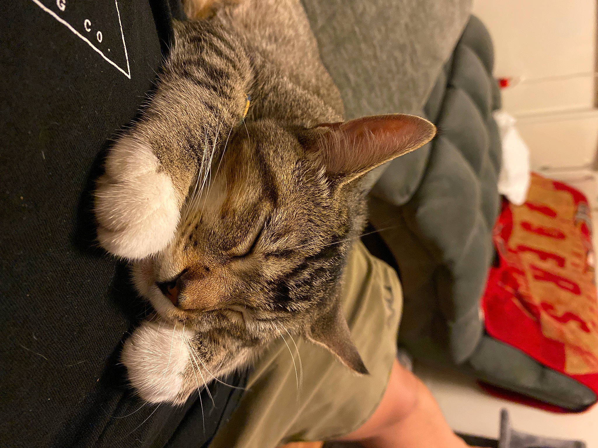 Larry is registered to the contest to win money with this photo: carnivore, cat, claw, comfort, domestic_short_haired_cat, ear, felidae, fur, gesture, human_body, human_leg, nap, paw, small_to_medium_sized_cats, snout, tail, whiskers, wildlife