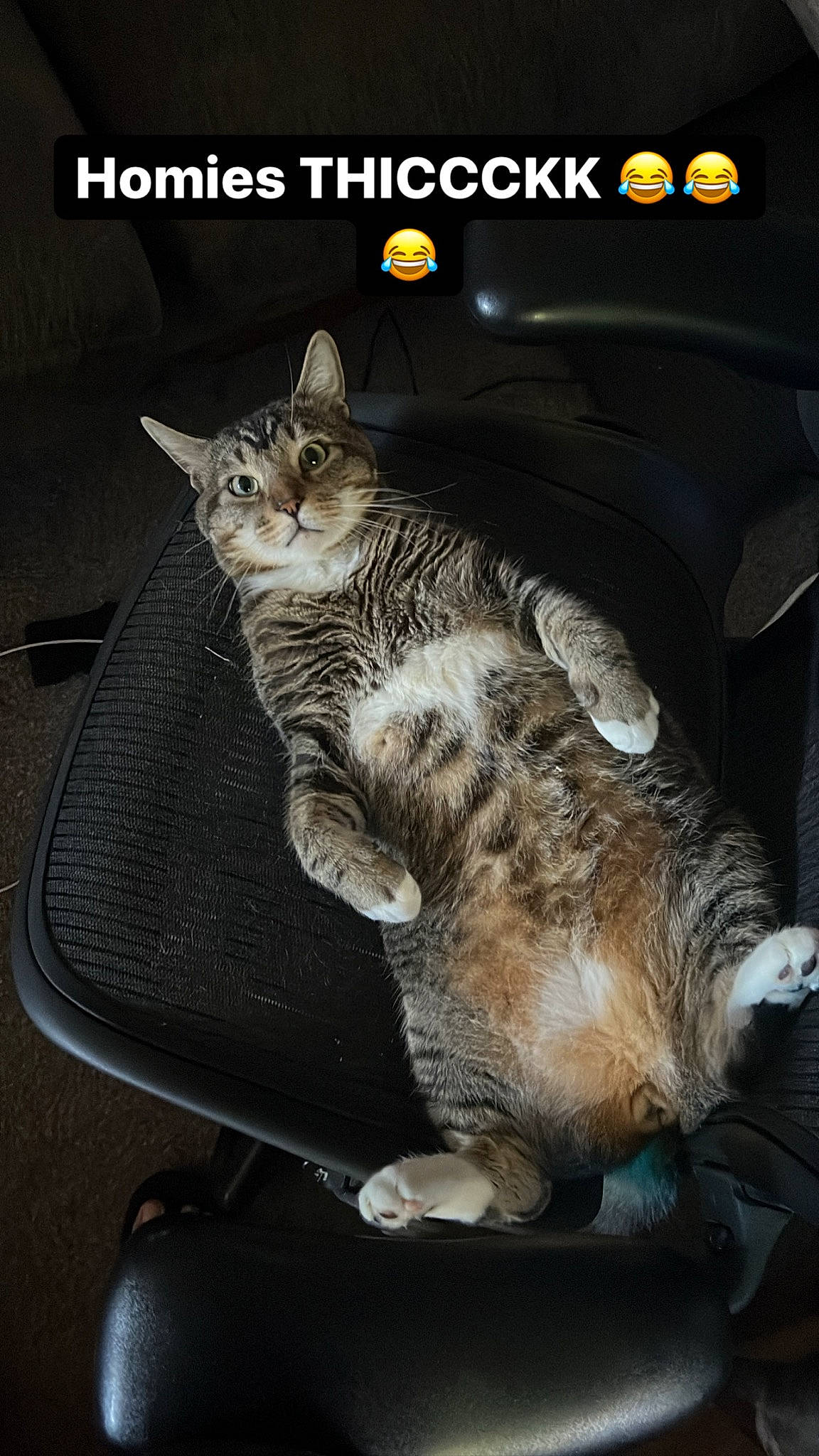 Larry joined the competition — help win amazing prizes! auto_part, carnivore, cat, chair, comfort, domestic_short_haired_cat, felidae, font, fur, internet_meme, paw, photo_caption, small_to_medium_sized_cats, snout, tail, vehicle, whiskers