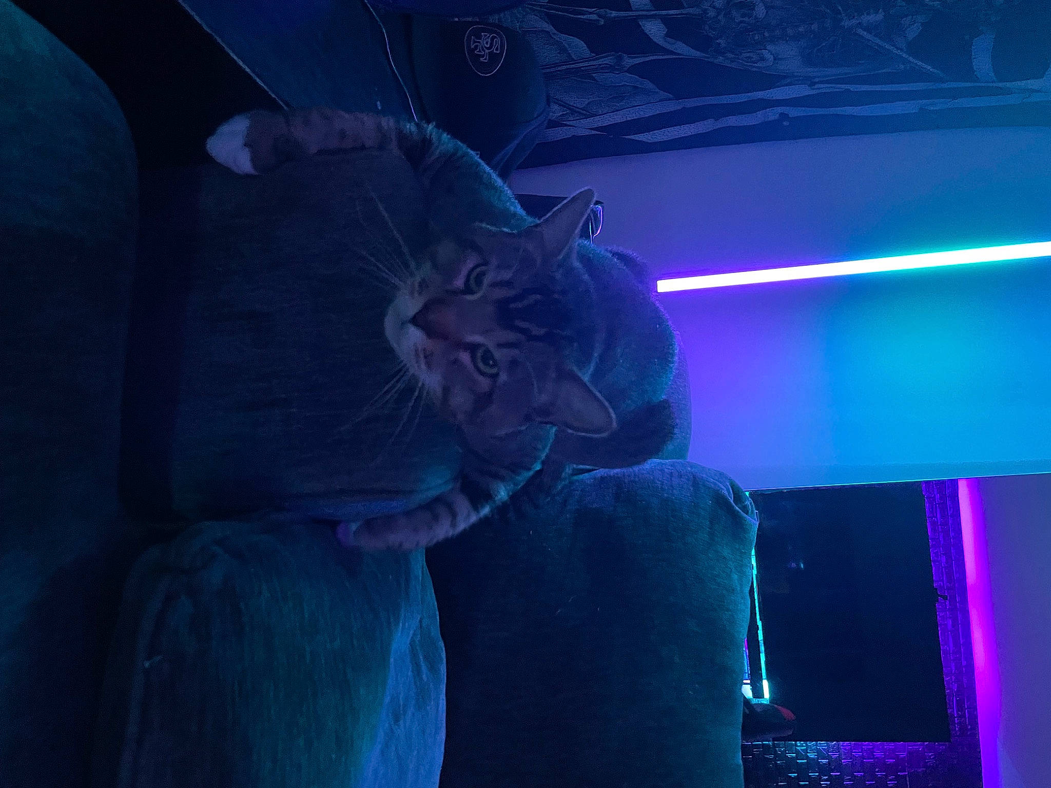 Larry is registered to the contest to win money with this photo: azure, carnivore, cat, comfort, darkness, electric_blue, entertainment, event, felidae, glass, magenta, purple, room, sky, small_to_medium_sized_cats, tints_and_shades, vertebrate, violet, whiskers, window