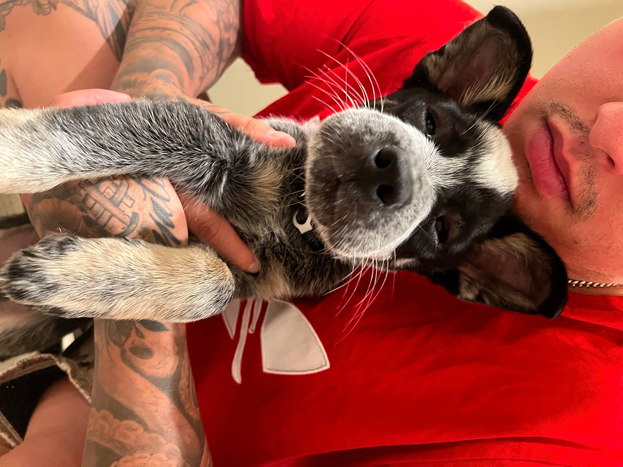 Shadow is registered to the contest to win money with this photo: canidae, carnivore, claw, comfort, companion_dog, dog, dog_breed, ear, fawn, fur, gesture, hand, koala, nap, paw, snout, sporting_group, whiskers, wool, working_animal