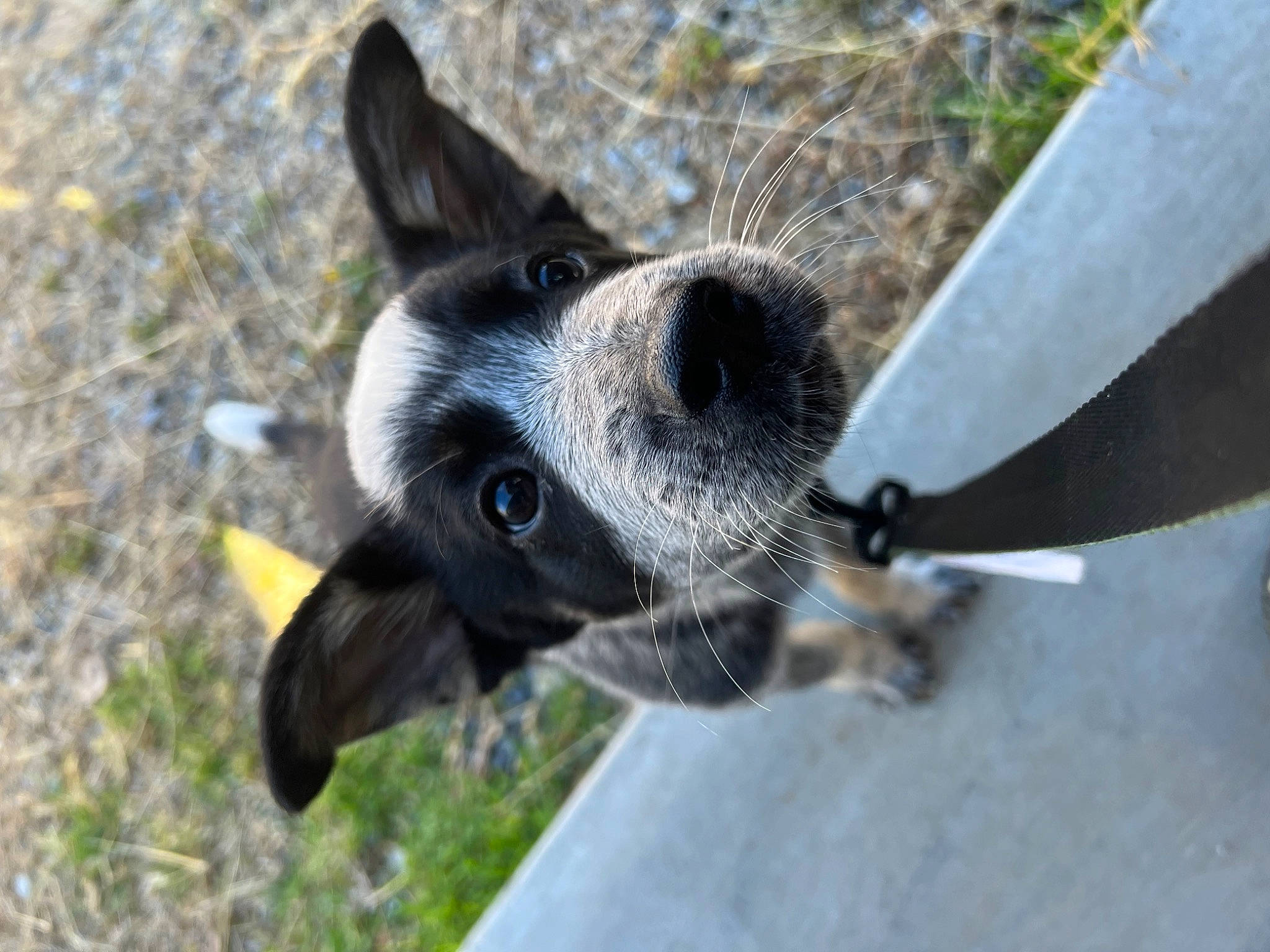 Shadow joined the competition — help win amazing prizes! canidae, carnivore, collar, companion_dog, dog, dog_breed, dog_collar, dog_supply, fawn, fur, grass, non_sporting_group, pet_supply, plant, snout, sporting_group, terrestrial_animal, whiskers, working_animal, working_dog