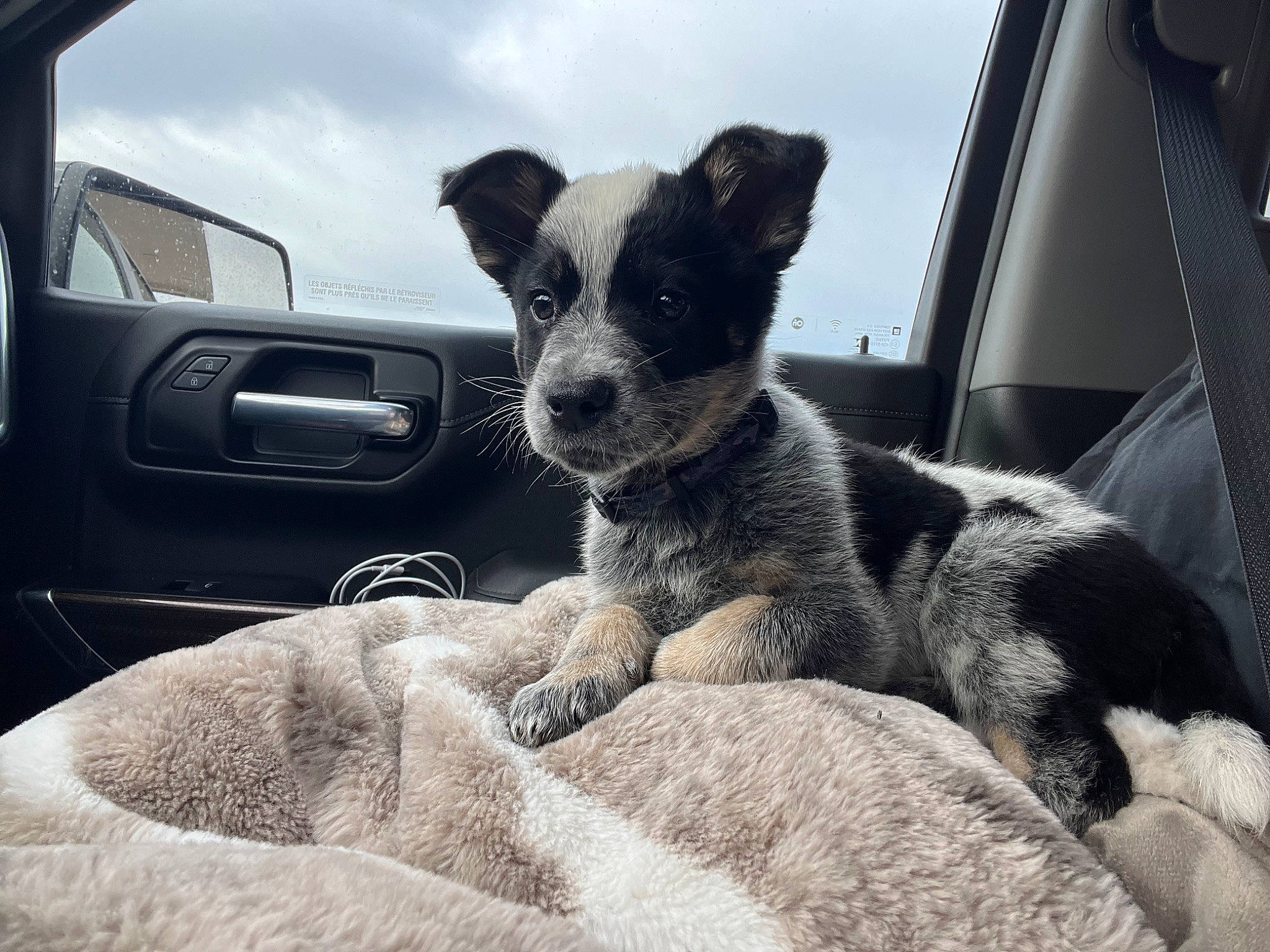 Shadow joined the competition — help win amazing prizes! auto_part, automotive_exterior, automotive_mirror, car, carnivore, cloud, collar, comfort, companion_dog, dog, dog_breed, fawn, motor_vehicle, sky, snout, vehicle, vehicle_door, whiskers, window, working_animal