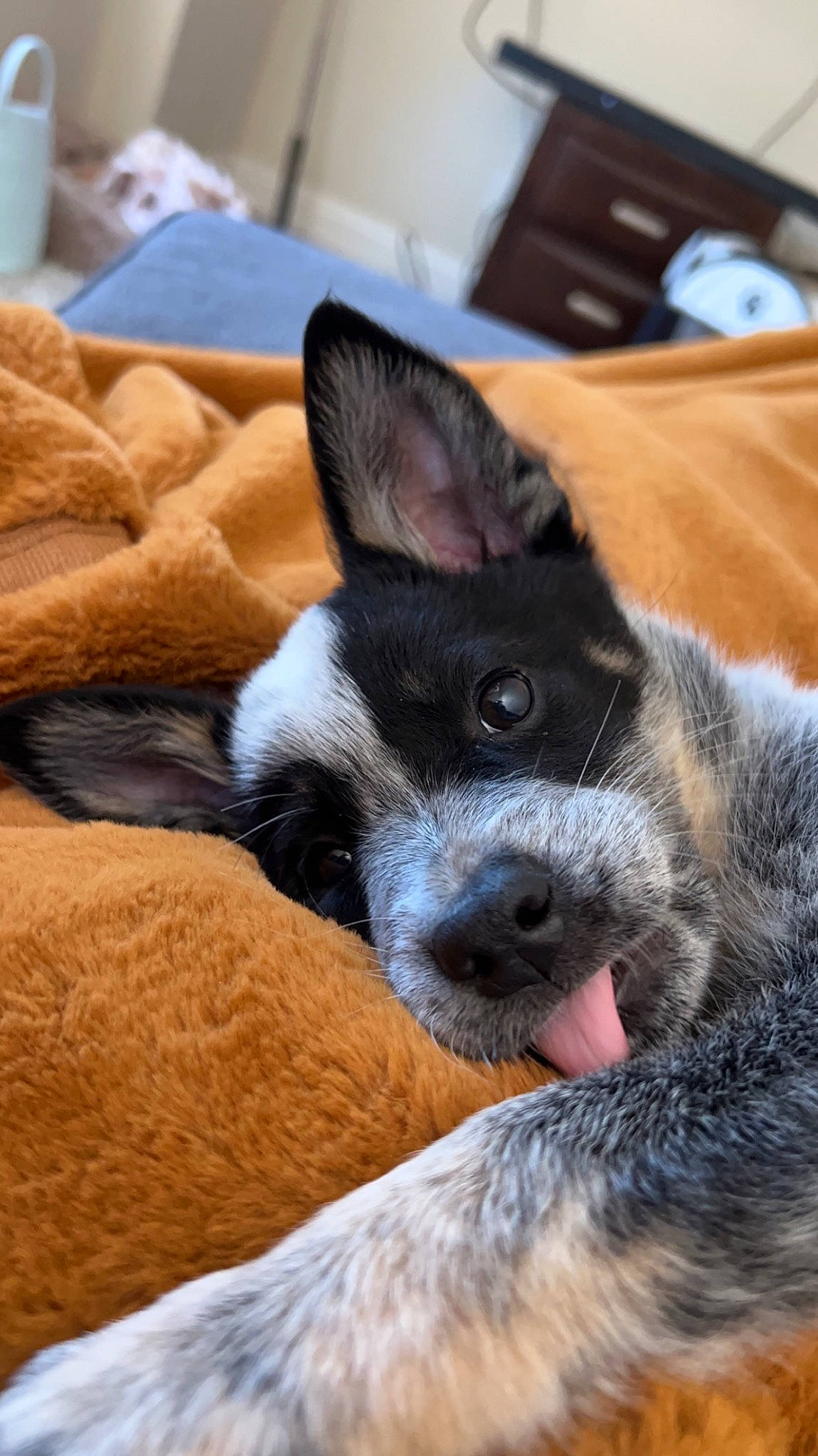 Shadow is registered to the contest to win money with this photo: australian_cattle_dog, box, canidae, carnivore, comfort, companion_dog, dog, dog_breed, ear, foot, fur, non_sporting_group, shipping_box, snout, sporting_group, terrestrial_animal, texas_heeler, whiskers, working_animal, working_dog