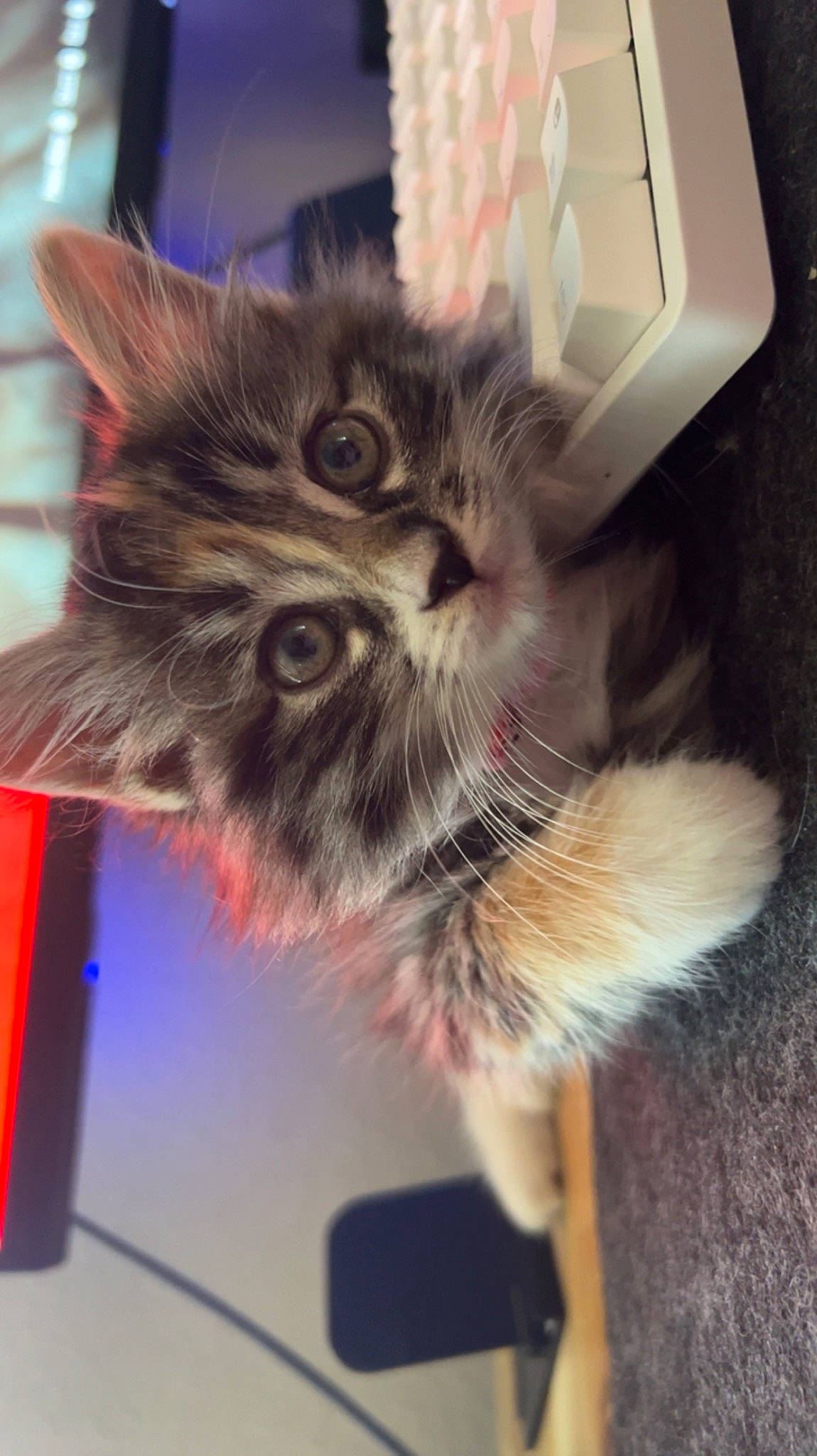 Oneida May is registered to the contest to win money with this photo: box, carnivore, cat, claw, companion_dog, domestic_short_haired_cat, felidae, fur, paw, plant, small_to_medium_sized_cats, snout, tail, whiskers