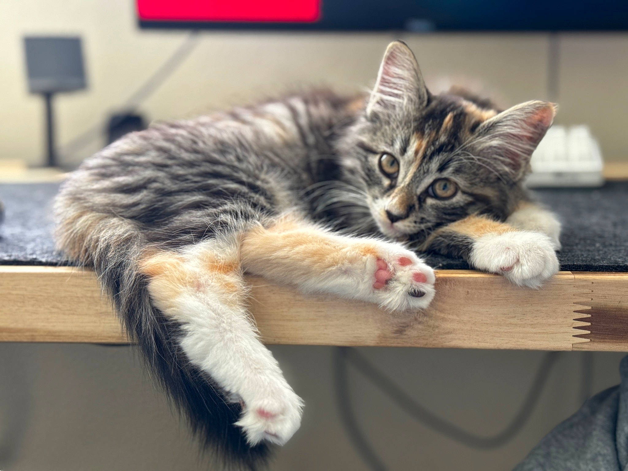 Oneida May joined the competition — help win amazing prizes! carnivore, cat, claw, comfort, domestic_short_haired_cat, felidae, foot, fur, paw, sitting, small_to_medium_sized_cats, tail, whiskers