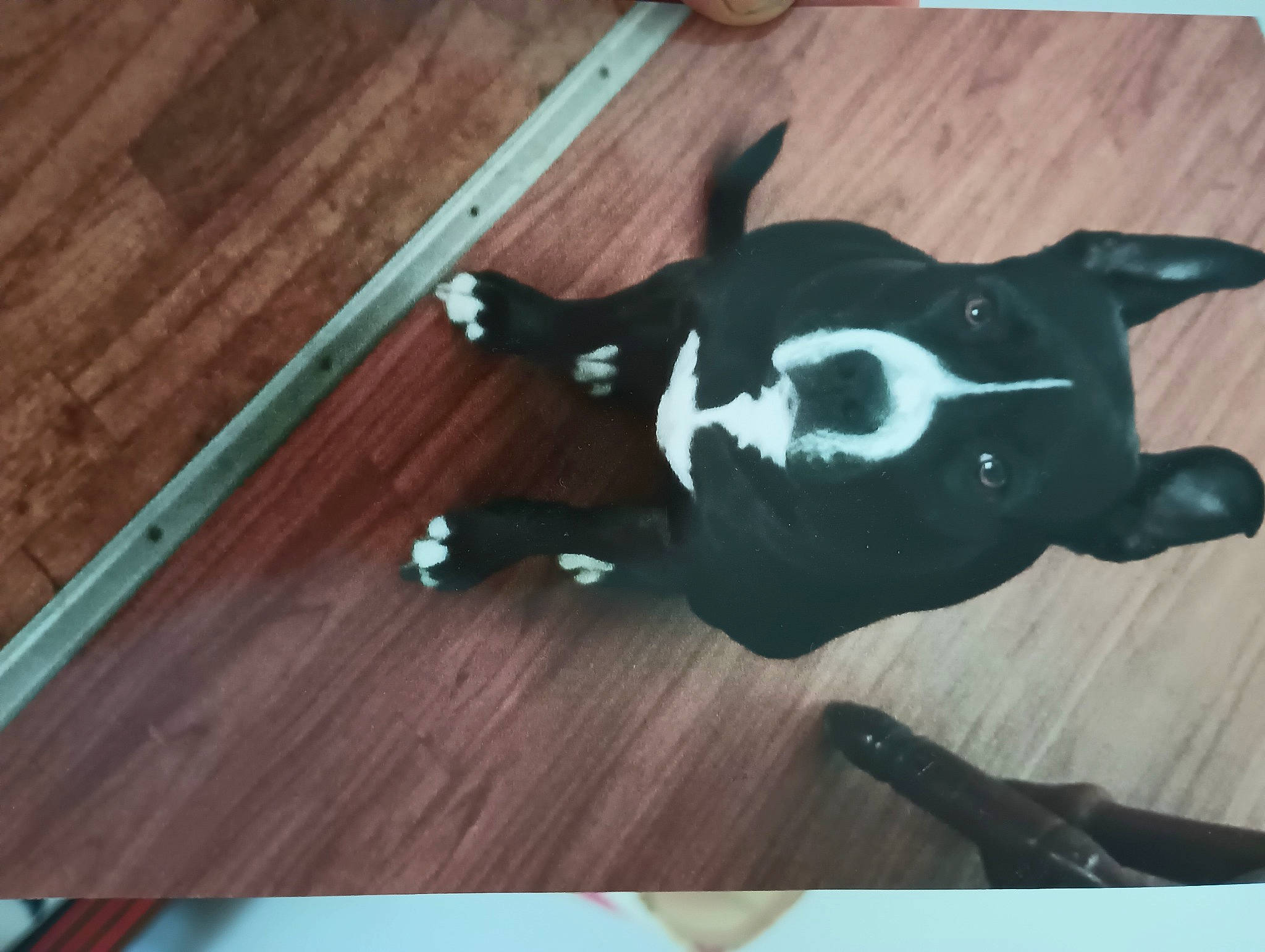 Luna joined the competition — help win amazing prizes! canidae, carnivore, companion_dog, dog_breed, fawn, flooring, fur, hardwood, plank, plywood, rectangle, snout, sporting_group, tail, terrestrial_animal, toy, varnish, whiskers, wood, wood_stain