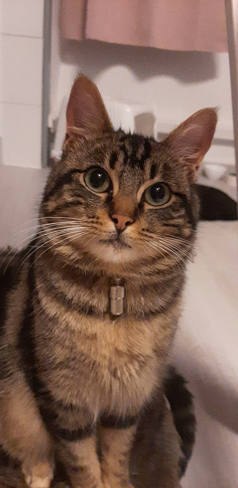 Scar a rejoint le concours — aidez-le/la à gagner de superbes lots ! carnivore, cat, domestic_short_haired_cat, felidae, fur, paw, small_to_medium_sized_cats, snout, terrestrial_animal, whiskers, wildlife