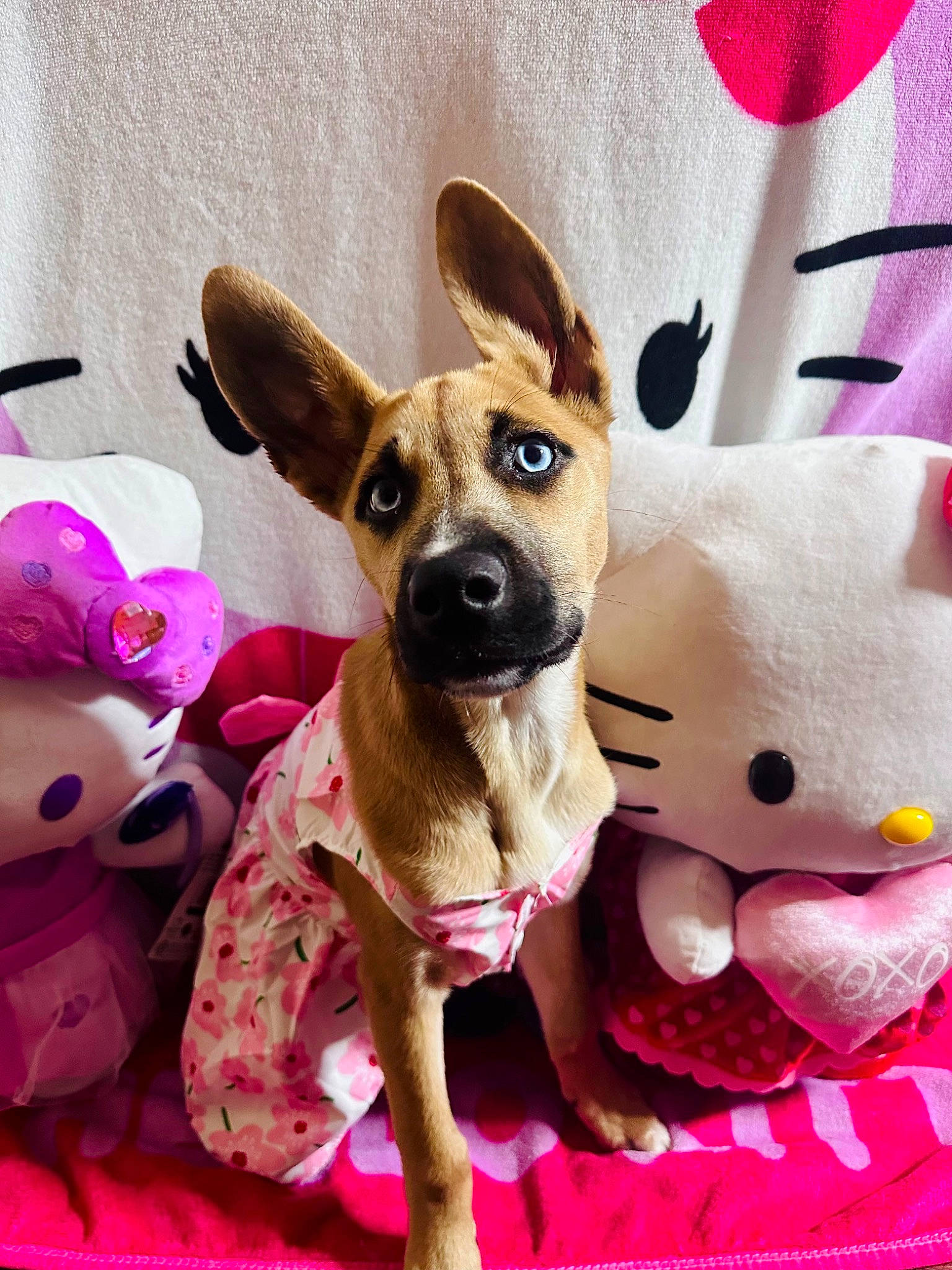 Indie is registered to the contest to win money with this photo: carnivore, chihuahua, comfort, companion_dog, dog, dog_breed, dog_supply, ear, fawn, fur, magenta, mammal, paw, pet_supply, pink, snout, toy_dog, vertebrate, whiskers, working_animal