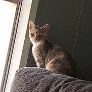 Bambi is registered to the contest to win money with this photo: cat, kitten, pet, animal, curly_fur, brown_fur, white_fur, sitting, window, indoors, chair, furniture, portrait, close_up, sunlight, shadow, whiskers, ears, looking_at_camera, home
