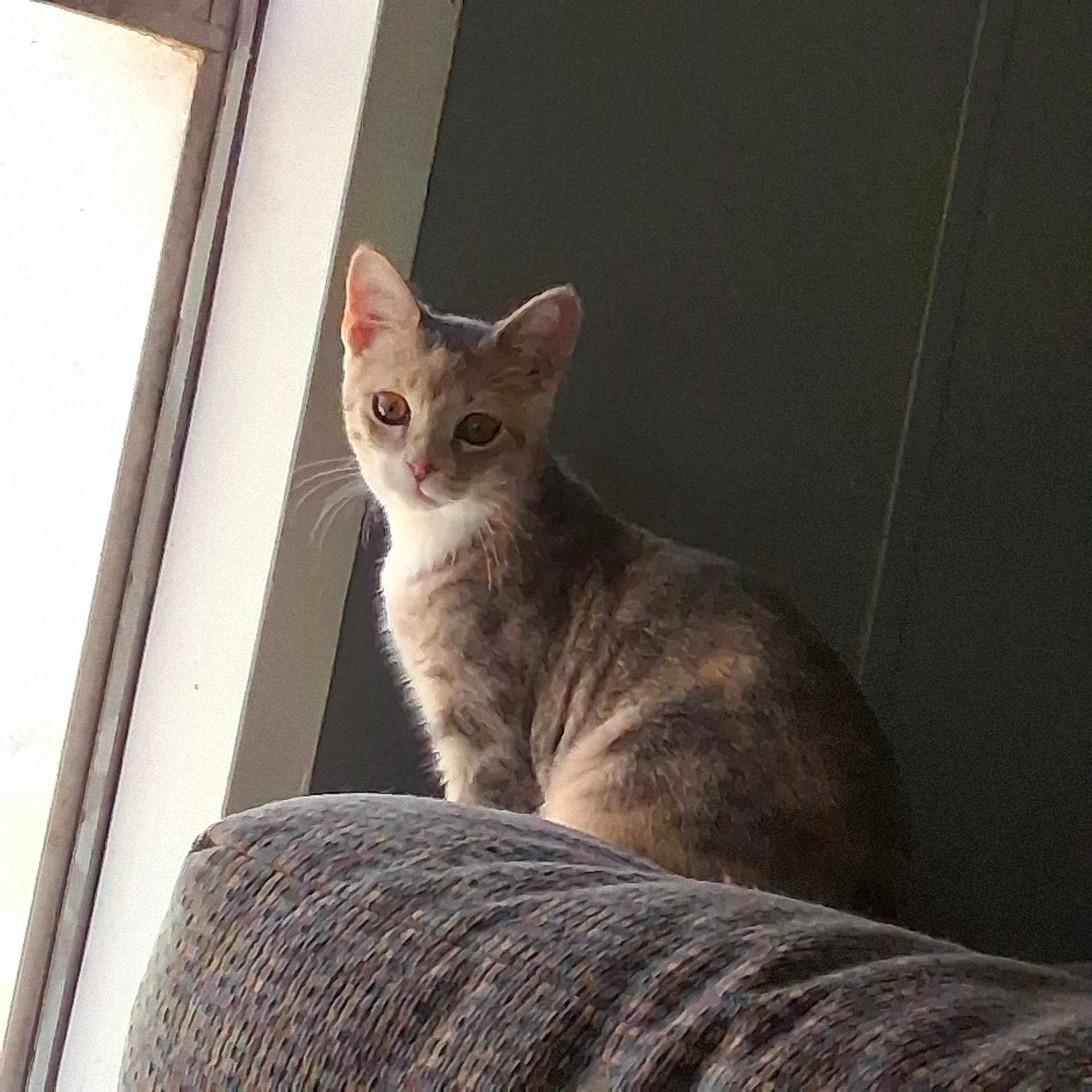 Bambi is registered to the contest to win money with this photo: cat, kitten, pet, animal, curly_fur, brown_fur, white_fur, sitting, window, indoors, chair, furniture, portrait, close_up, sunlight, shadow, whiskers, ears, looking_at_camera, home