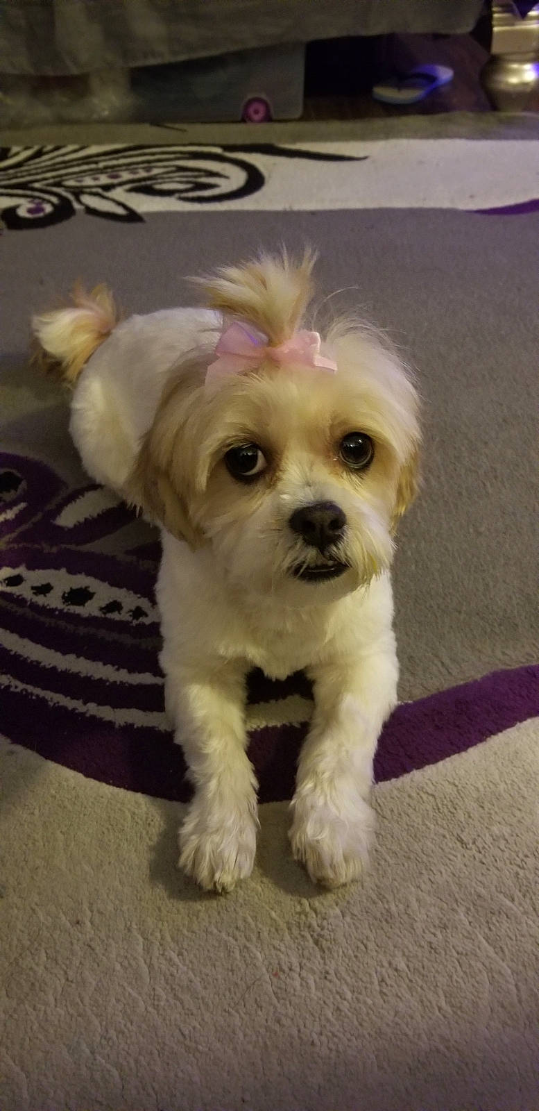 Bella B joined the competition — help win amazing prizes! bolonka, canidae, carnivore, chinese_imperial_dog, companion_dog, dog, dog_breed, havanese, kyi_leo, mal_shi, maltepoo, maltese, mammal, morkie, pekapoo, poodle_crossbreed, puppy, schnoodle, shih_tzu, vertebrate