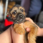 Rox is registered to the contest to win money with this photo: puppy, dog, pet, cute, close_up, fur, eyes, tongue, hands, being_held, scruffy, brown, adorable, young, animal, mammal, indoor, portrait, soft_focus, friendly