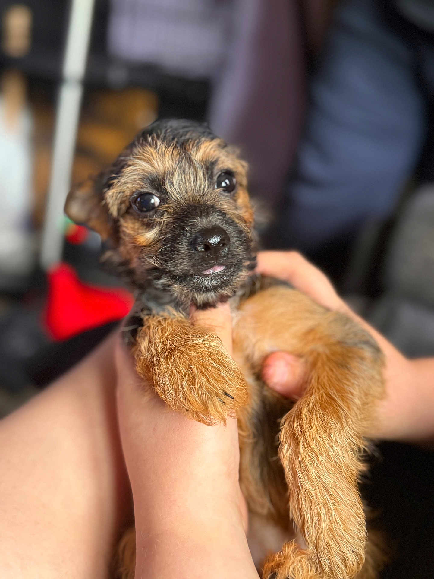Rox is registered to the contest to win money with this photo: puppy, dog, pet, cute, close_up, fur, eyes, tongue, hands, being_held, scruffy, brown, adorable, young, animal, mammal, indoor, portrait, soft_focus, friendly