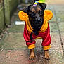 animal, brown_dog, casual, clothing, colorful, curious, cute, daylight, dog, front_view, hoodie, looking, outdoor, pavement, pet, pet_outfit, puppy, small_dog, walking, young_dog