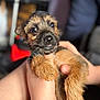 puppy, dog, pet, cute, close_up, fur, eyes, tongue, hands, being_held, scruffy, brown, adorable, young, animal, mammal, indoor, portrait, soft_focus, friendly