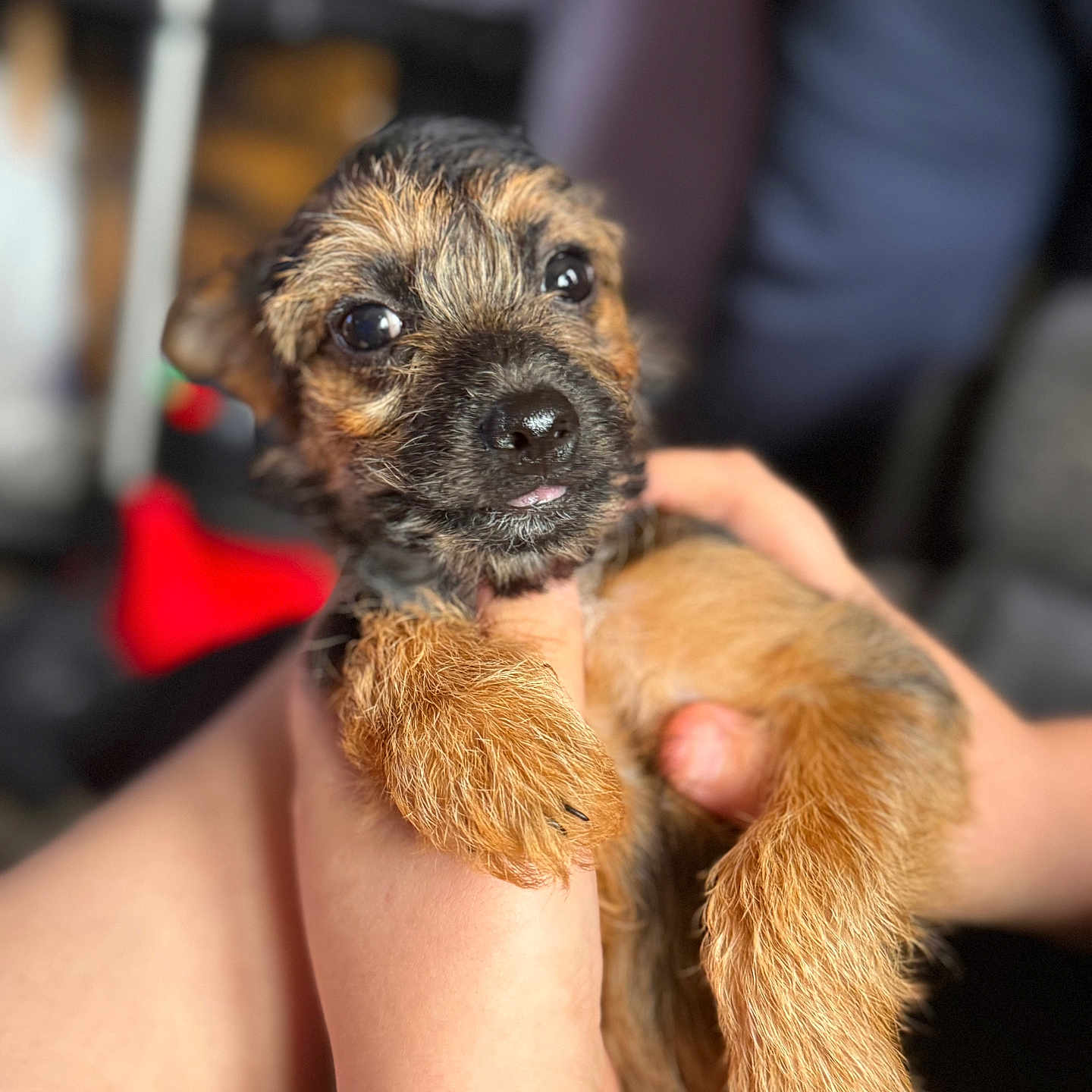 Willow joined the competition — help win amazing prizes! adorable, animal, being_held, brown, close_up, cute, dog, eyes, friendly, fur, hands, indoor, mammal, pet, portrait, puppy, scruffy, soft_focus, tongue, young