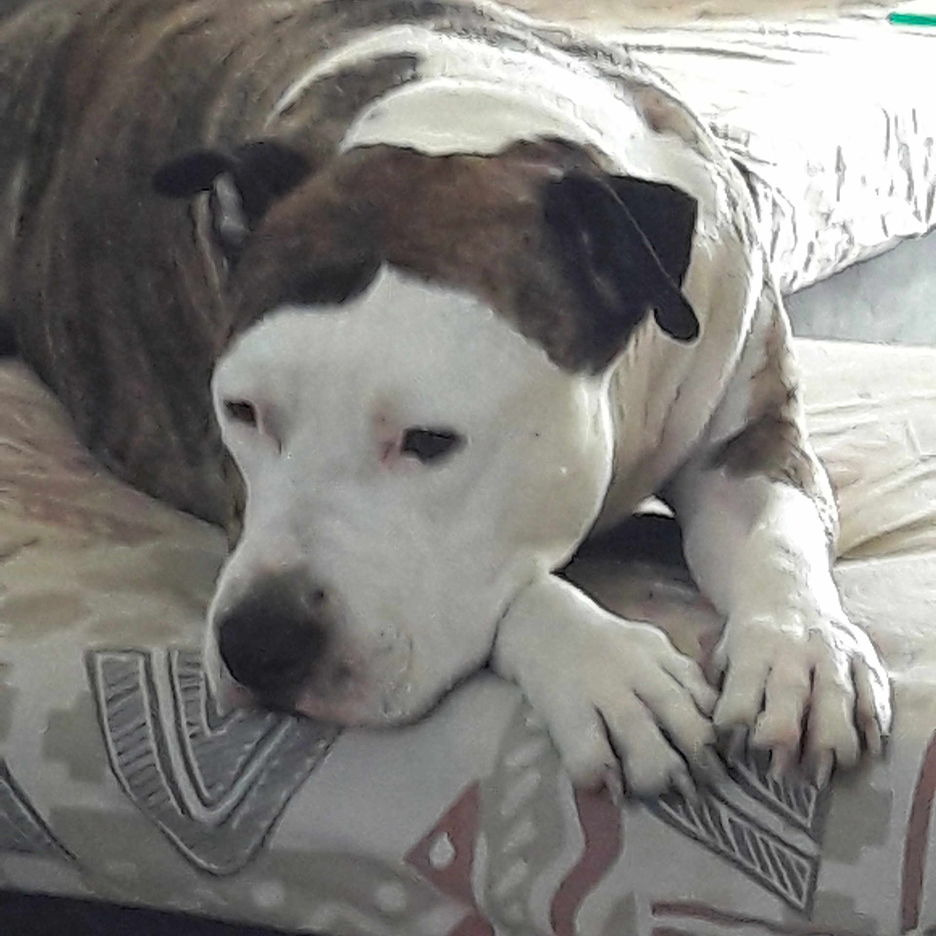 Rex