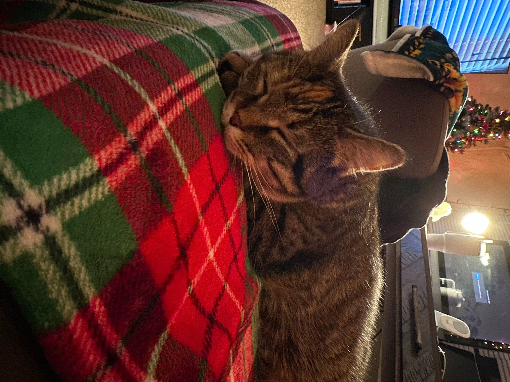 Omelette joined the competition — help win amazing prizes! carnivore, cat, claw, comfort, domestic_short_haired_cat, felidae, fur, linens, metal, pattern, plaid, small_to_medium_sized_cats, tail, tartan, terrestrial_animal, whiskers, wood, woven_fabric