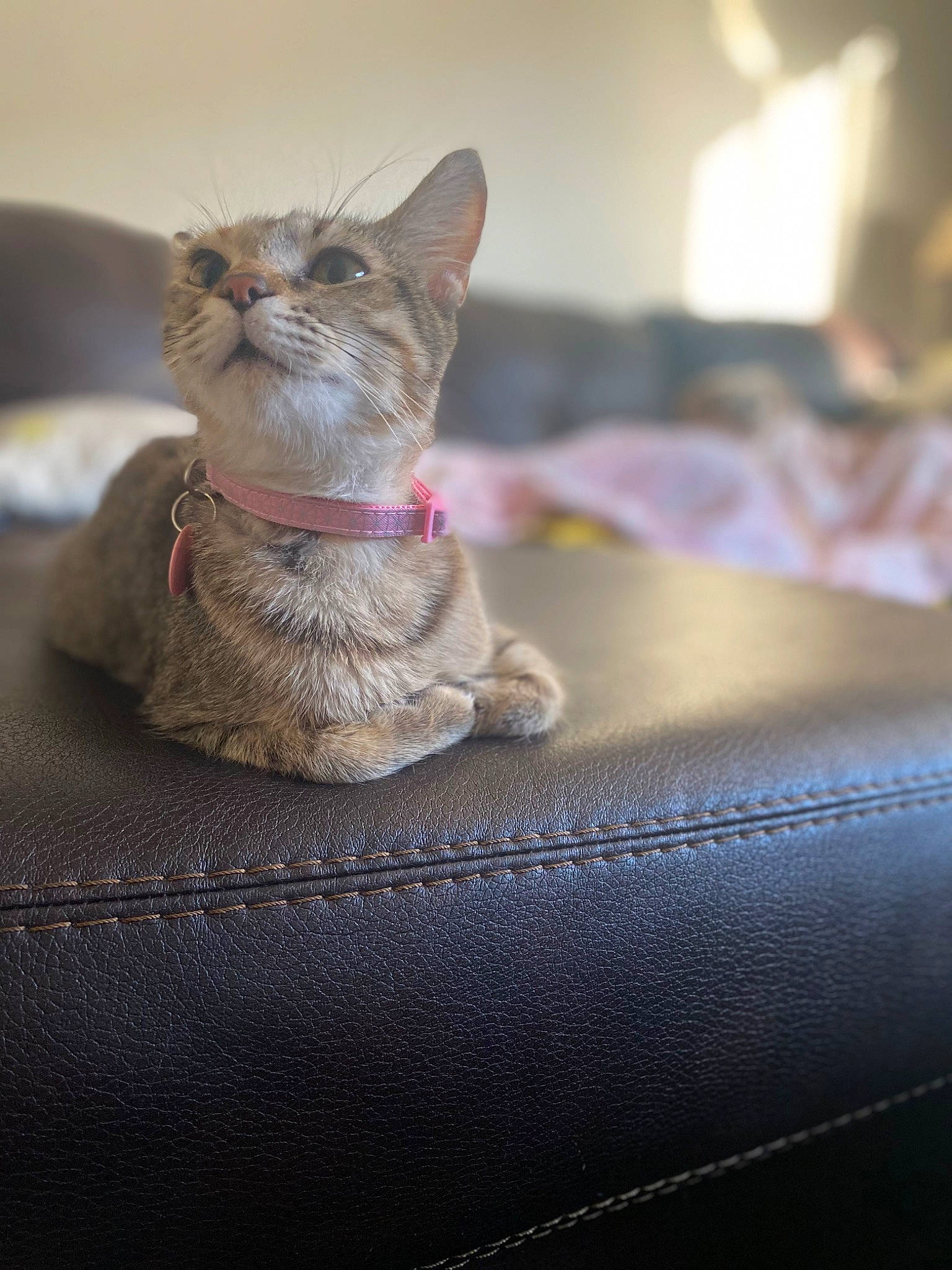 Omelette is registered to the contest to win money with this photo: carnivore, cat, collar, comfort, domestic_short_haired_cat, fawn, felidae, fur, grey, paw, sitting, small_to_medium_sized_cats, snout, tail, whiskers