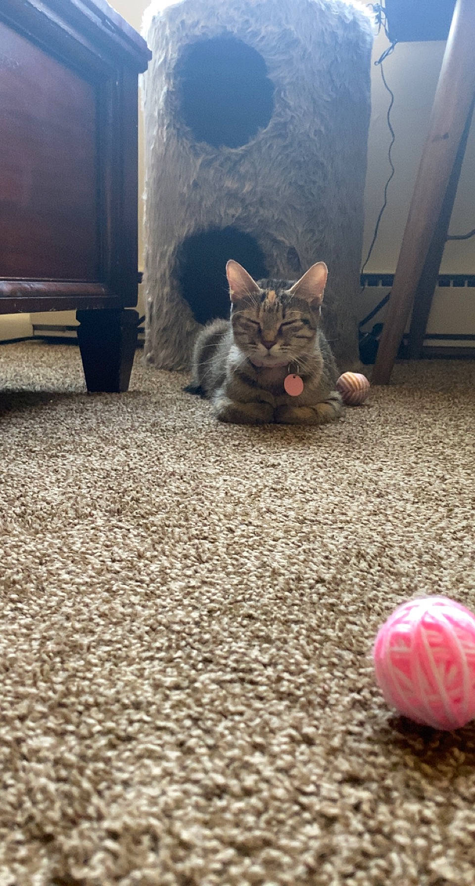 Omelette joined the competition — help win amazing prizes! asphalt, automotive_tire, ball, carnivore, cat, domestic_short_haired_cat, felidae, floor, flooring, fur, grass, grey, paw, road_surface, sand, small_to_medium_sized_cats, snout, tail, whiskers, wood