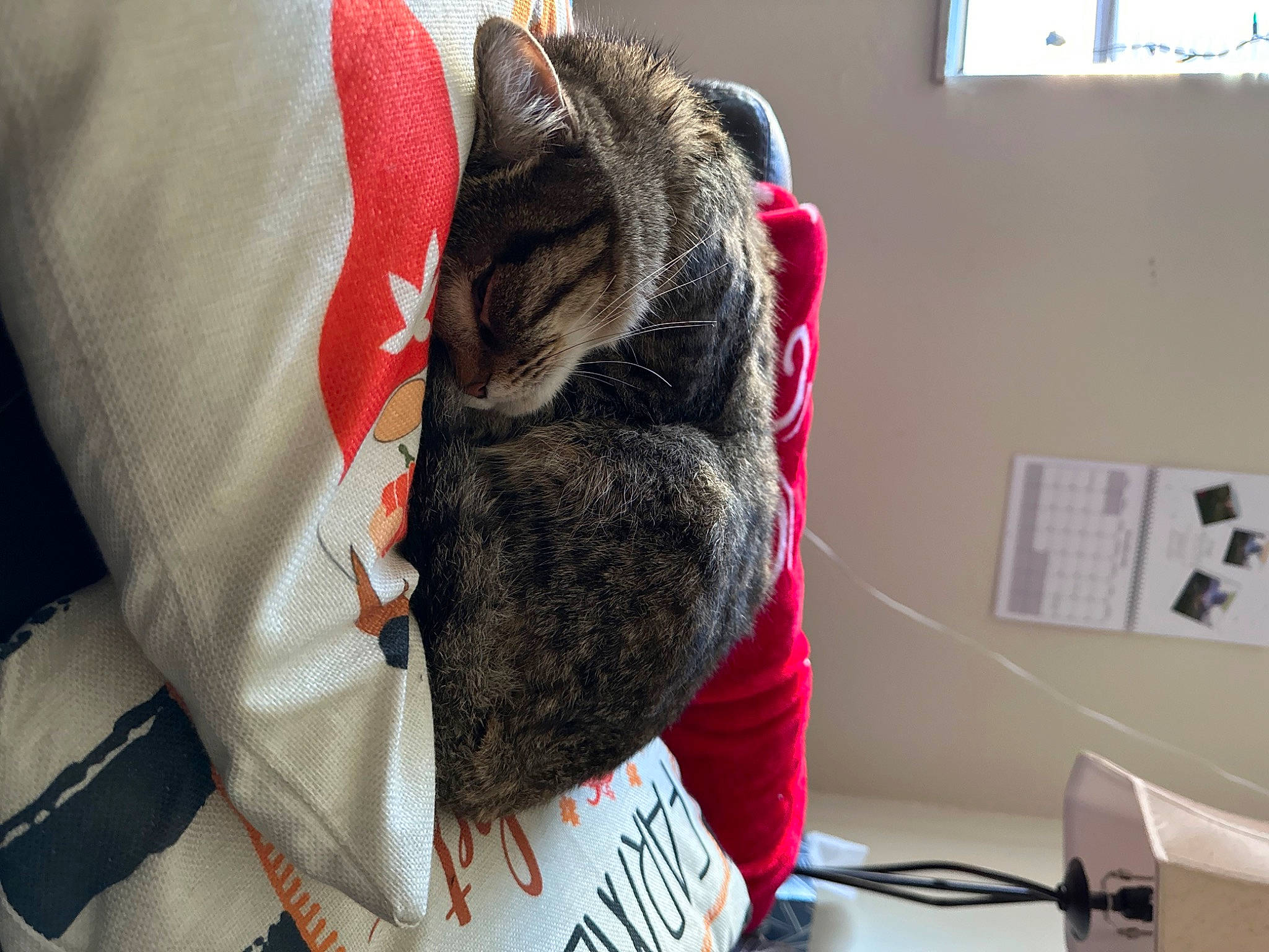 Omelette is registered to the contest to win money with this photo: carmine, carnivore, cat, comfort, dog_breed, domestic_short_haired_cat, felidae, fur, fur_clothing, grey, natural_material, sleeve, small_to_medium_sized_cats, snout, tail, tree, whiskers, window