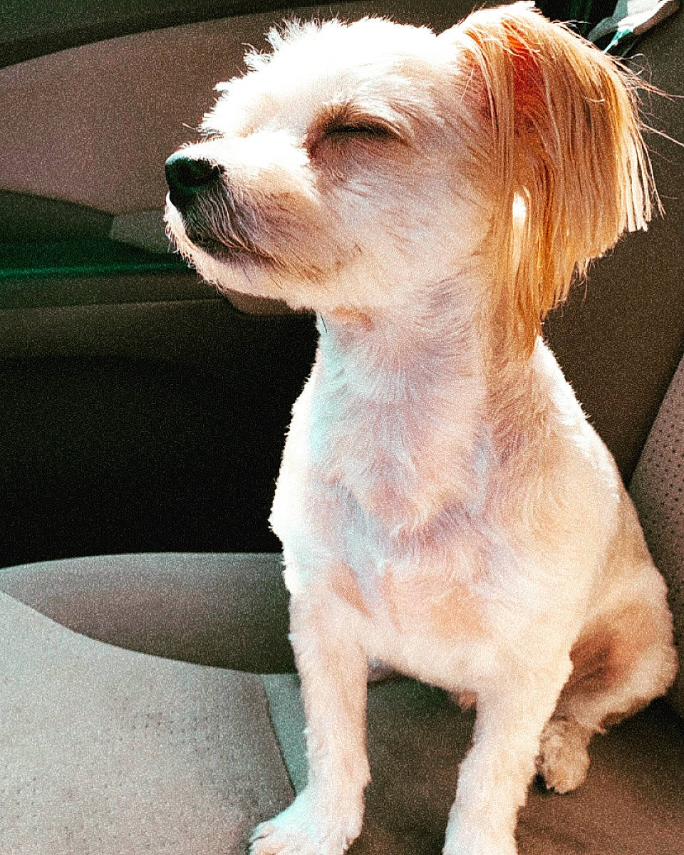 Brodie joined the competition — help win amazing prizes! canidae, carnivore, companion_dog, dog, dog_breed, dog_collar, fawn, fur, liver, maltepoo, puppy, small_terrier, sporting_group, tail, terrestrial_animal, terrier, toy_dog, whiskers, working_animal, working_terrier