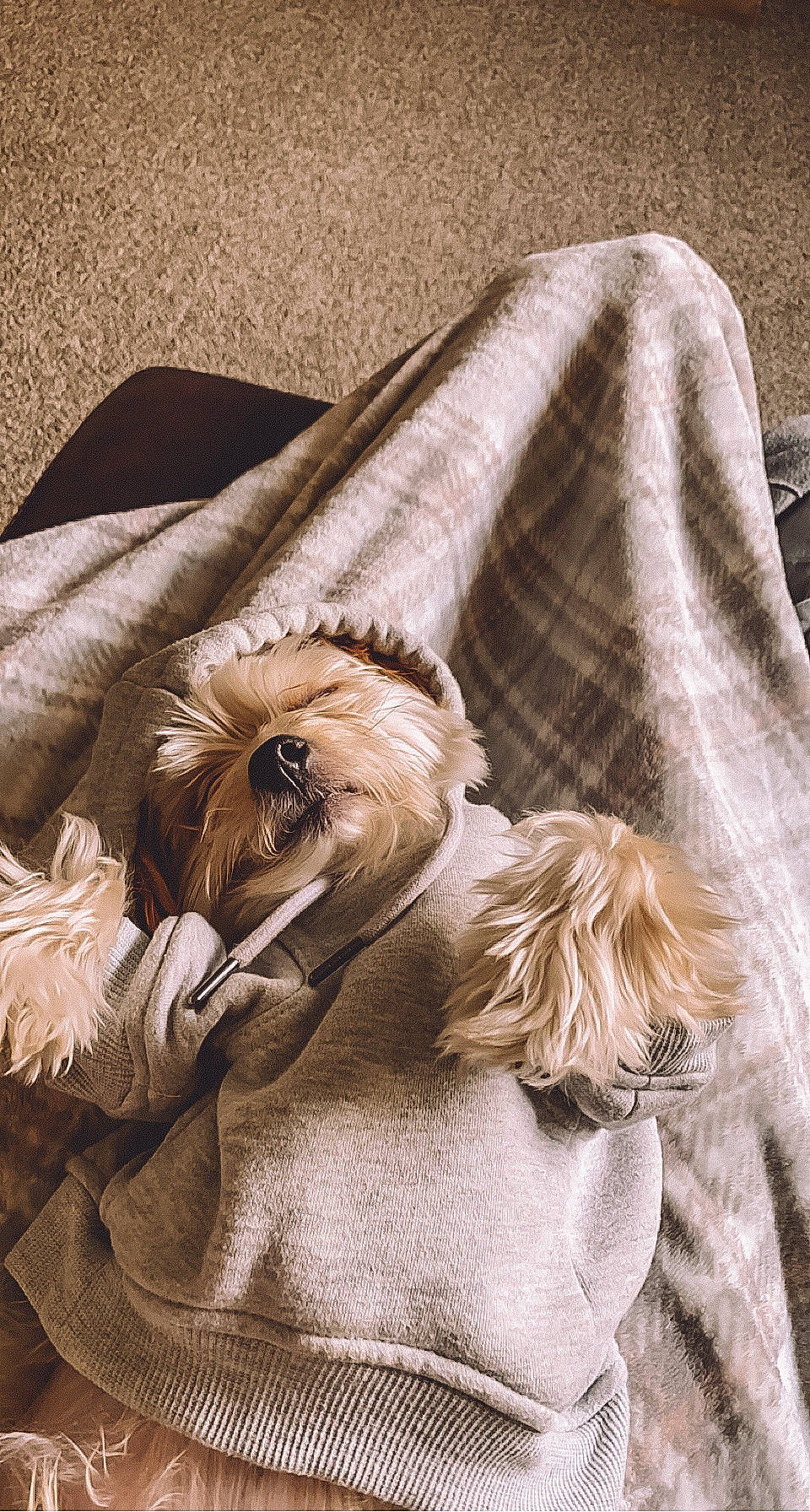 Brodie is registered to the contest to win money with this photo: beige, brown, canidae, carnivore, comfort, companion_dog, dog, dog_breed, eyewear, fawn, felidae, fur, grey, linens, liver, natural_material, sleeve, sporting_group, textile, toy_dog