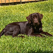 Bonnie joined the competition — help win amazing prizes! animal, backyard, brown_fur, canine, chocolate_labrador, daytime, dog, domestic_animal, fence, grass, lawn, lying_down, mammal, nature, outdoor, pet, relaxing, resting, summer, sunlight