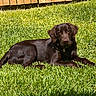 animal, backyard, brown_fur, canine, chocolate_labrador, daytime, dog, domestic_animal, fence, grass, lawn, lying_down, mammal, nature, outdoor, pet, relaxing, resting, summer, sunlight