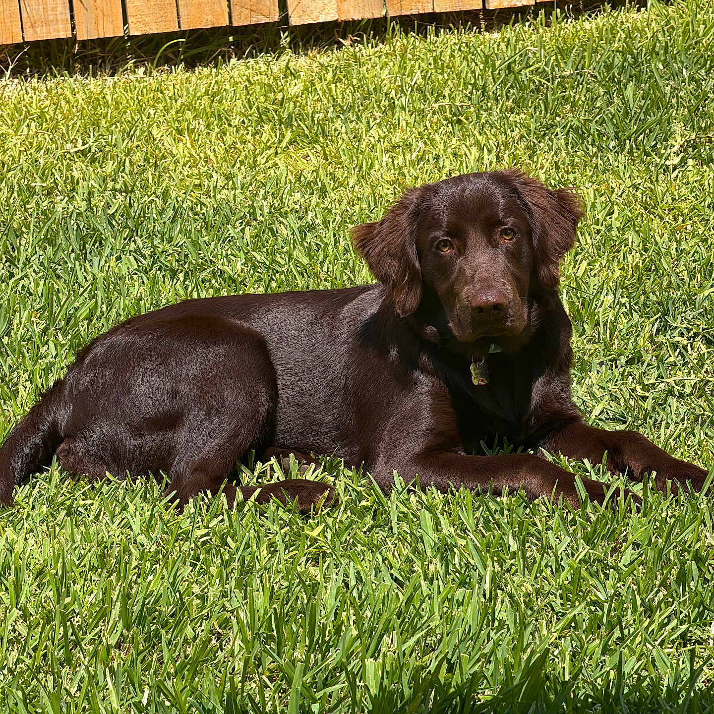 Bonnie