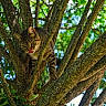cat, tabby, tree, branches, green_leaves, outdoor, animal, nature, climbing, tongue_out, fur, whiskers, daylight, mammal, predator, wildlife, closeup, texture, bark, playful
