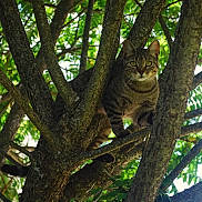 Zooma participe au concours pour gagner de l'argent avec cette photo : cat, tree, branches, tabby_cat, animal, nature, green_leaves, outdoor, sunlight, wildlife, fur, eyes, perched, mammal, climbing, daylight, plant, wood, closeup, curious