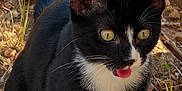 Mika Et Typhun participe au concours pour gagner de l'argent avec cette photo : cat, tuxedo_cat, blep, outdoor, grass, rocks, animal, pet, feline, whiskers, black_and_white, curious, young_cat, nature, close_up, yellow_eyes, tail, ears, fur, ground