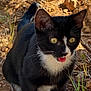cat, tuxedo_cat, blep, outdoor, grass, rocks, animal, pet, feline, whiskers, black_and_white, curious, young_cat, nature, close_up, yellow_eyes, tail, ears, fur, ground