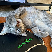 Mika Et Typhun a rejoint le concours — aidez-le/la à gagner de superbes lots ! cat, gray_tabby, paw, desk, mouse_pad, feline, playful, indoor, wood_surface, drawer, paper_stack, whiskers, fur, pet, animal, relaxed, home_office, cute, close_up, resting