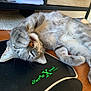 cat, gray_tabby, paw, desk, mouse_pad, feline, playful, indoor, wood_surface, drawer, paper_stack, whiskers, fur, pet, animal, relaxed, home_office, cute, close_up, resting