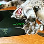 Mika Et Typhun participe au concours pour gagner de l'argent avec cette photo : cat, tabby, paw, stretching, yawning, desk, wooden_surface, mouse_pad, computer_accessory, indoor, pet, animal, feline, whiskers, claws, playful, mouth_open, tongue, fur, close_up