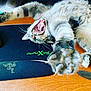 Mika Et Typhun a rejoint le concours — aidez-le/la à gagner de superbes lots ! cat, tabby, paw, stretching, yawning, mouth_open, desk, mouse_pad, papers, wooden_surface, indoor, pet, feline, whiskers, claws, playful, close_up, gray_stripes, relaxed, home_office