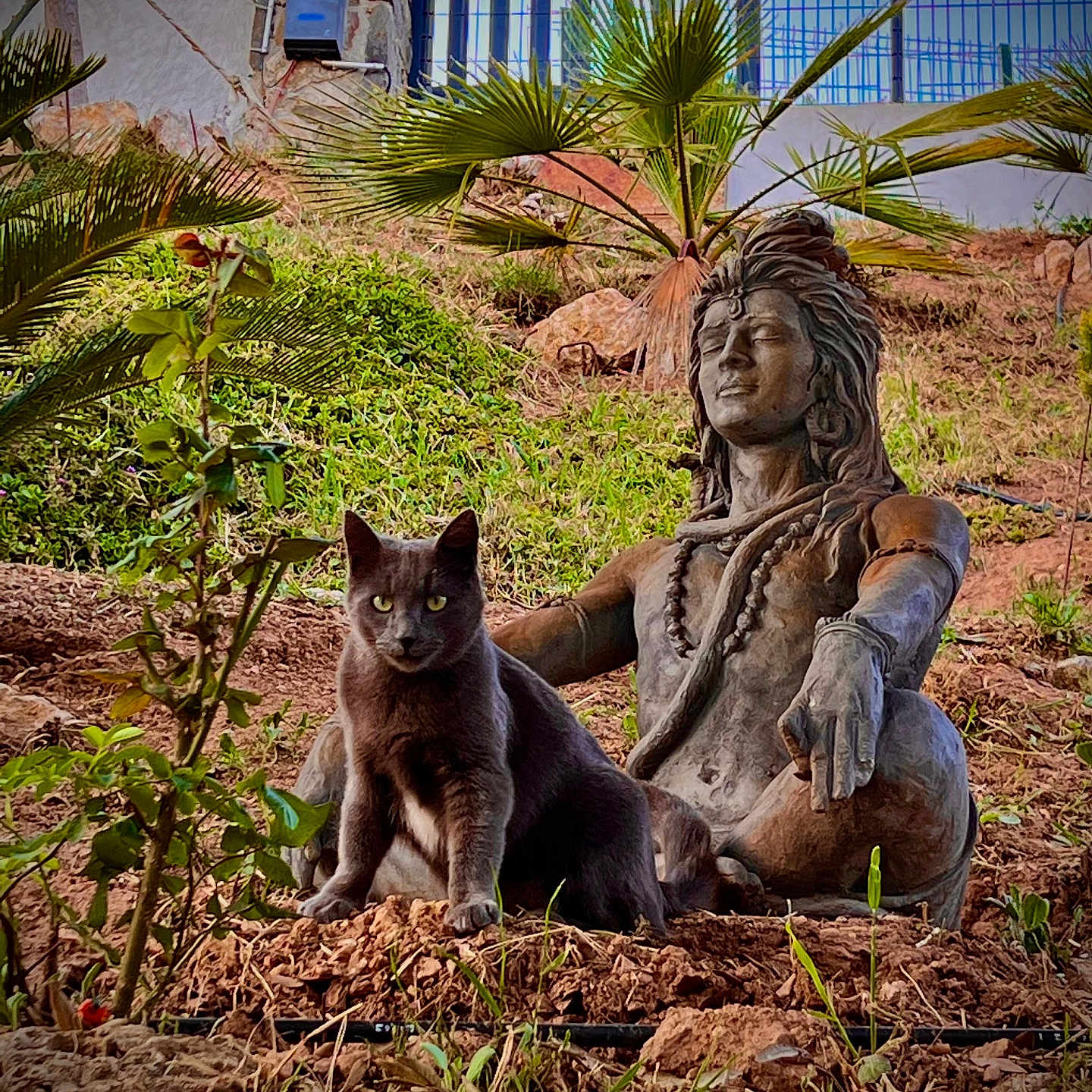 Mika Et Typhun participe au concours pour gagner de l'argent avec cette photo : cat, daylight, feline, garden, gray_cat, greenery, leaf, meditation, nature, outdoor, peaceful, plant, relaxation, rock, sculpture, serene, shrub, soil, statue, tranquil