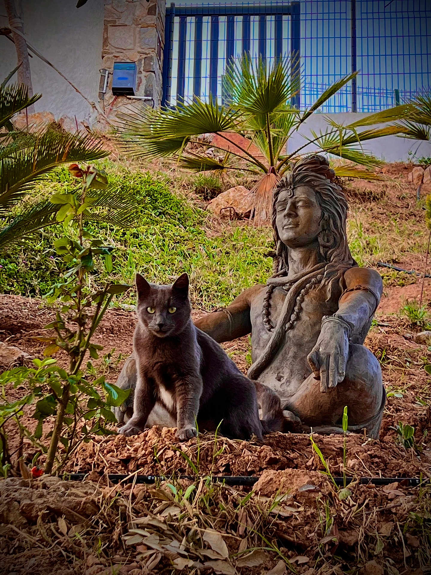 Mika Et Typhun participe au concours pour gagner de l'argent avec cette photo : cat, statue, garden, plant, greenery, soil, meditation, serene, outdoor, nature, relaxation, gray_cat, feline, sculpture, peaceful, shrub, rock, leaf, daylight, tranquil