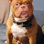 Brixx joined the competition — help win amazing prizes! dog, brown_dog, white_chest, pet, indoor, bed, collar, sitting, serious, canine, fur, ears, animal, companion, domestic_animal, cute, portrait, resting, alert, house