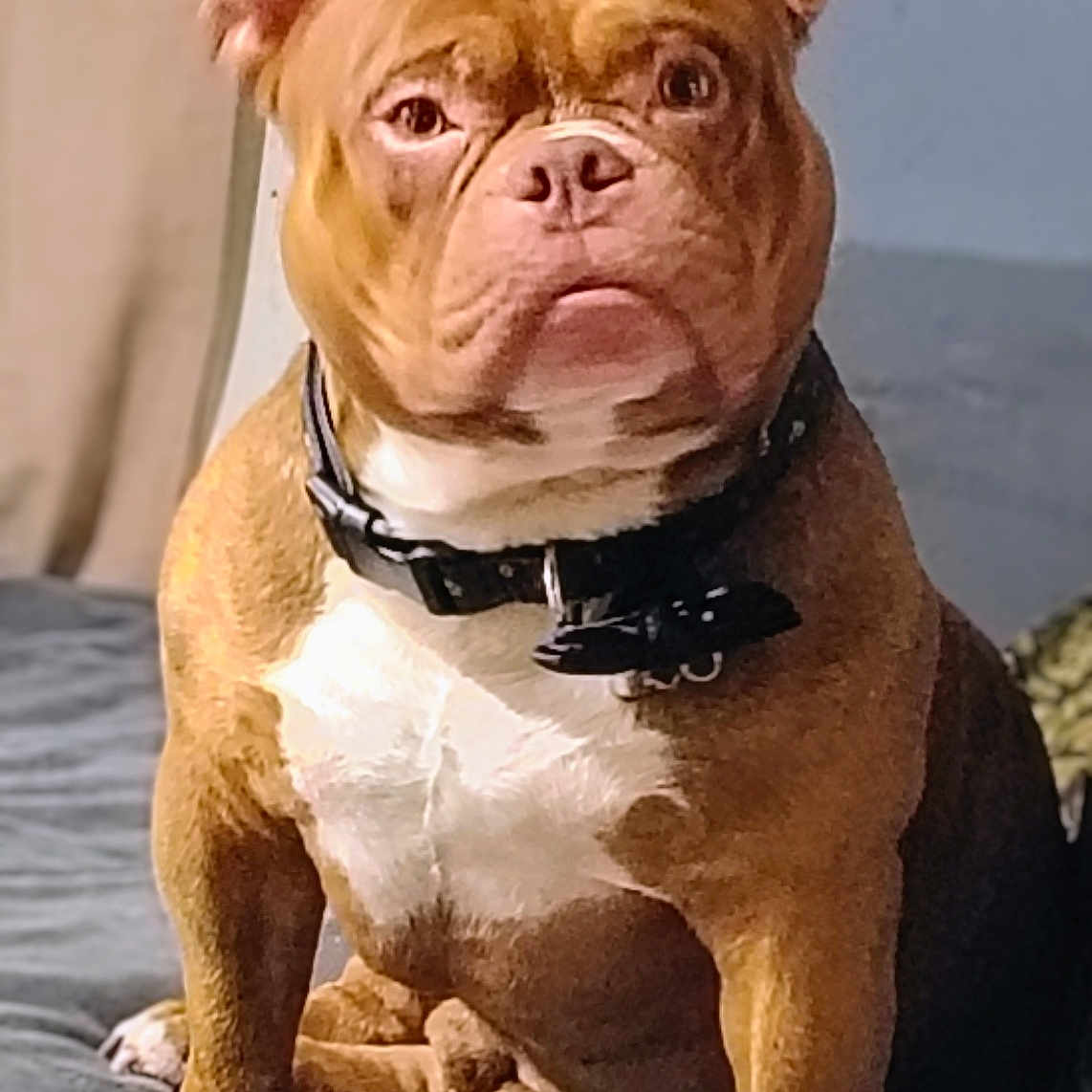 Brixx