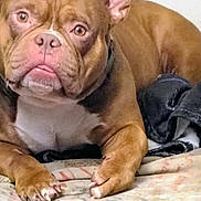 Brix joined the competition — help win amazing prizes! animal, blanket, brown_dog, canine, close_up, cozy, cute, dog, ears, expression, fur, indoor, looking, lying_down, mammal, paw, pet, resting, tongue_out, white_chest