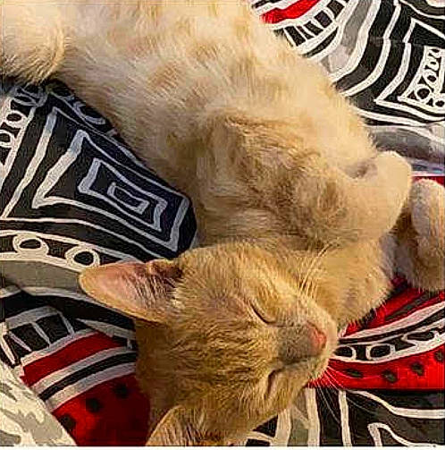 Simba participe au concours pour gagner de l'argent avec cette photo : asian, carnivore, cat, european_shorthair, fawn, felidae, kitten, nap, paw, photo_caption, sleep, small_to_medium_sized_cats, whiskers